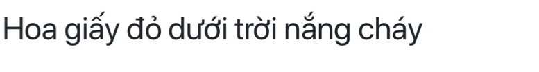 Hoa giấy đỏ dưới trời nắng cháy