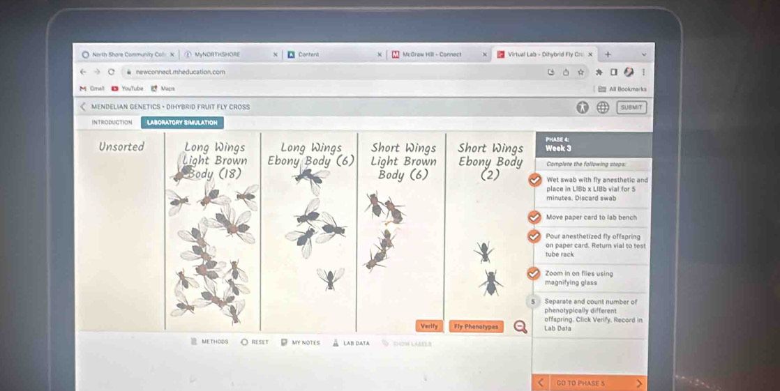 North Shore Community Coll: X MyNORTHSHORE Content M:Graw Hll - Connect Virtual Lab - Dihybrid Fly Cre × + 
C # newconnect.mheducation.com 
☆ 
M Gmall - YouTube Maçs 
E All Bookmarks 
MENDELIAN GENETICS · DIHYBRID FRUIT FLY CROSS SUBMIT 
INTRODUCTION LABORATORY SIMULATION 
PHASE 4: 
Unsorted Long Wings Long Wings Short Wings Short Wings Week 3 
Light Brown Ebony Body (6) Light Brown Ebony Body Complete the following steps: 
Body (18) Body (6) (2) Wet swab with fly anesthetic and 
place in LIBb x LIBb vial for 5
minutes. Discard swab 
Move paper card to lab bench 
Pour anesthetized fly offspring 
on paper card. Return vial to test 
tube rack 
Zoom in on flies using 
magnifying glass 
5 Separate and count number of 
phenotypically different 
offspring. Click Verify. Record in 
Verify Fly Phenotyoes Lab Data 
METHODS RESET MY NOTES LAB DATA SHOW LABELS 
GO TO PHASE 5