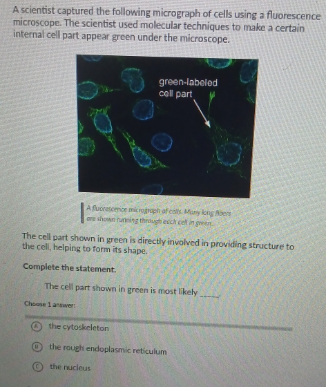 A scientist captured the following micrograph of cells using a fluorescence
microscope. The scientist used molecular techniques to make a certain
internal cell part appear green under the microscope.
A fluorescerice micrograph of celis. Many long fibers
are shown running through each cell in green .
The cell part shown in green is directly involved in providing structure to
the cell, helping to form its shape.
Complete the statement.
The cell part shown in green is most likely _.
Choose 1 answer:
the cytoskeleton
the rough endoplasmic reticulum
the nucleus