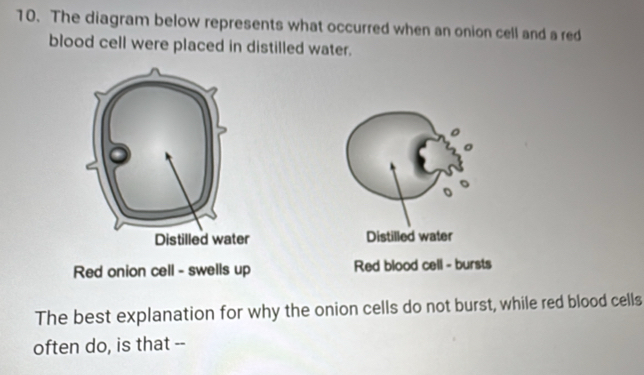 The diagram below represents what occurred when an onion cell and a red 
blood cell were placed in distilled water. 
。 
Distilled water 
Red onion cell - swells up Red blood cell - bursts 
The best explanation for why the onion cells do not burst, while red blood cells 
often do, is that --