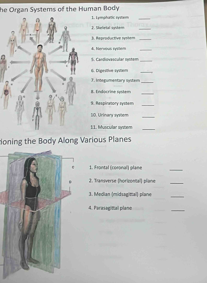 he Organ Systems of the Human Body 
1. Lymphatic system_ 
2. Skeletal system 
_ 
3. Reproductive system_ 
4. Nervous system 
_ 
5. Cardiovascular system_ 
6. Digestive system 
_ 
7. Integumentary system_ 
8. Endocrine system_ 
9. Respiratory system_ 
10. Urinary system 
_ 
11. Muscular system_ 
ioning the Body Along Various Planes 
1. Frontal (coronal) plane 
_ 
2. Transverse (horizontal) plane 
_ 
3. Median (midsagittal) plane 
_ 
4. Parasagittal plane 
_