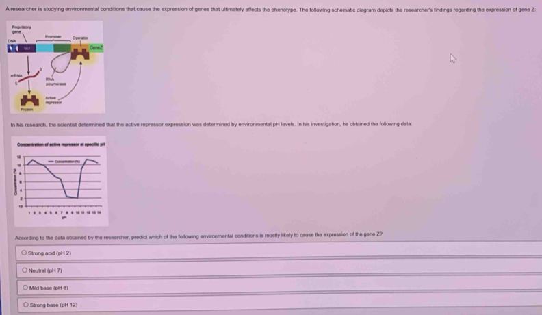 A researcher is studying environmental conditions that cause the expression of genes that ultimately affects the phenotype. The following schematic diagram depicts the researcher's findings regarding the expression of gene Z
In his research, the scientist determined that the active repressor expression was determined by environmental pH levels. In his investigation, he obtained the following data:
According to the data obtained by the researcher, predict which of the following environmental conditions is mostly likely to cause the expression of the gene Z?
Strong acid (pH 2)
Neutral (pH 7)
Mild base (pH 8)
Strong base (pH 12)