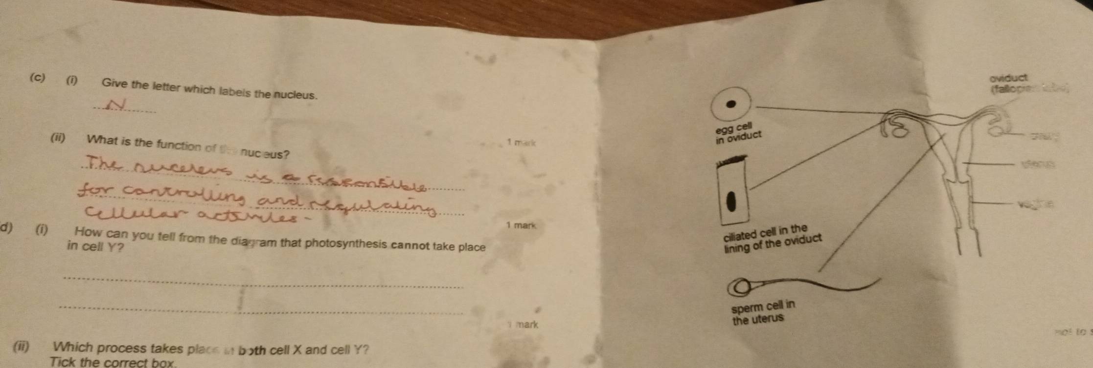 Give the letter which labels the nucleus. 
_ 
1 mark 
(ii) What is the function of the nuceus? 
_ 
_ 
_ 
1 mark 
d) (i) How can you tell from the diagram that photosynthesis cannot take place 
in cell Y? 
_ 
_ 
mark 
(ii) Which process takes place in both cell X and cell Y? 
Tick the correct box