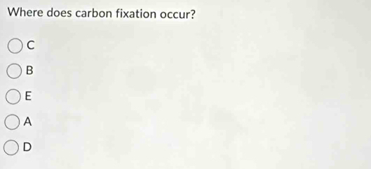 Where does carbon fixation occur?
C
B
E
A
D