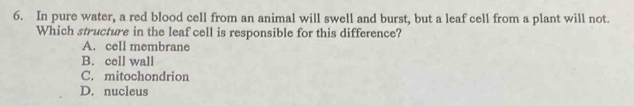 In pure water, a red blood cell from an animal will swell and burst, but a leaf cell from a plant will not.
Which structure in the leaf cell is responsible for this difference?
A. cell membrane
B. cell wall
C. mitochondrion
D. nucleus