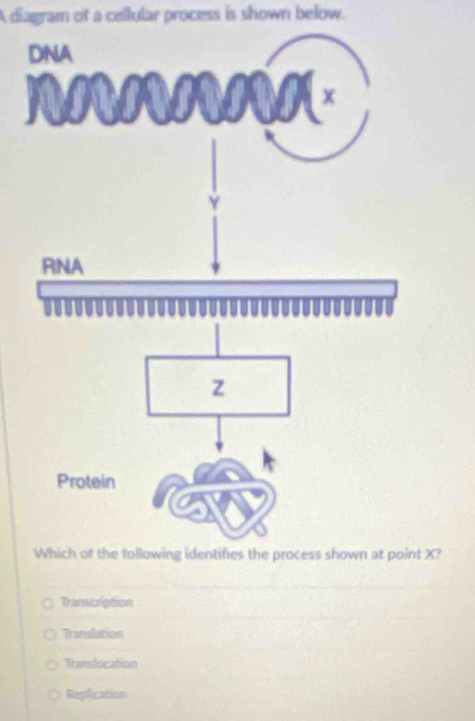 A diagram of a cellular process is shown below.
X?
Transcription
Translation
Translocation
Replication