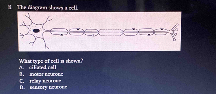 Solved: The diagram shows a cell. What type of cell is shown? A ...