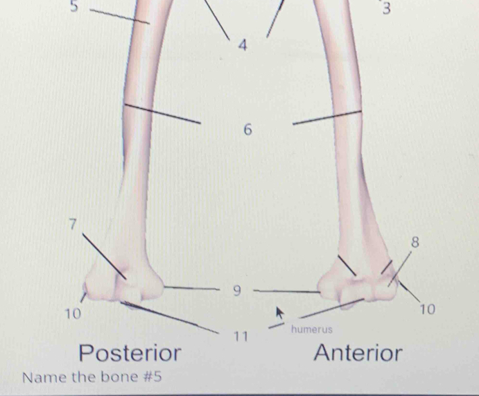 5 
3 
Name the bone # 5