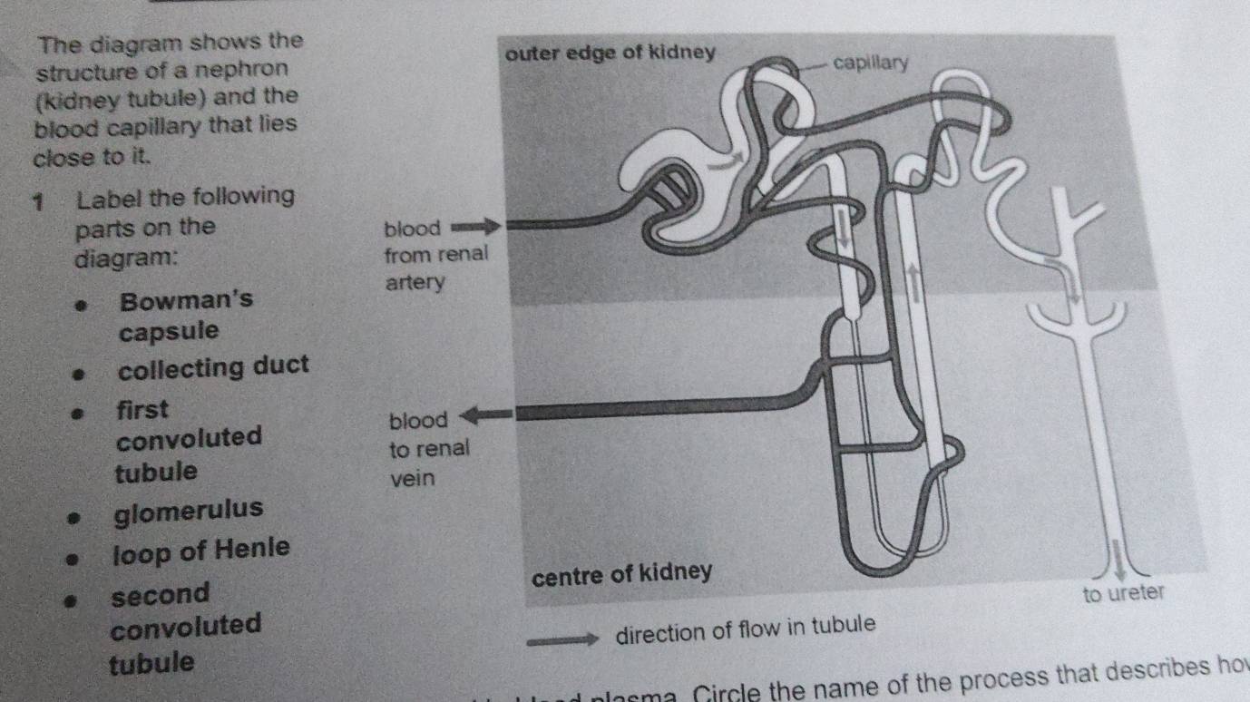 Solved: The diagram shows the structure of a nephron (kidney tubule ...