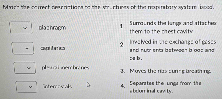 Match the correct descriptions to the structures of the respiratory system listed.
diaphragm
1. Surrounds the lungs and attaches
them to the chest cavity.
2. Involved in the exchange of gases
capillaries and nutrients between blood and
cells.
pleural membranes 3. Moves the ribs during breathing.
intercostals
4. Separates the lungs from the
abdominal cavity.