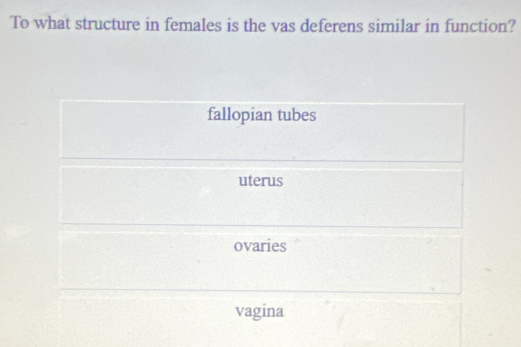 To what structure in females is the vas deferens similar in function?
fallopian tubes
uterus
ovaries
vagina