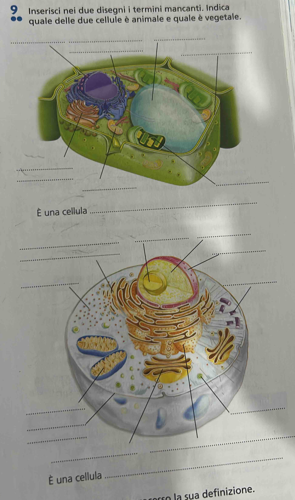 Inserisci nei due disegni i termini mancanti. Indica 
quale delle due cellule è animale e quale è vegetale. 
_ 
È una cellula 
_ 
__ 
È una cellula 
_ 
definizione.