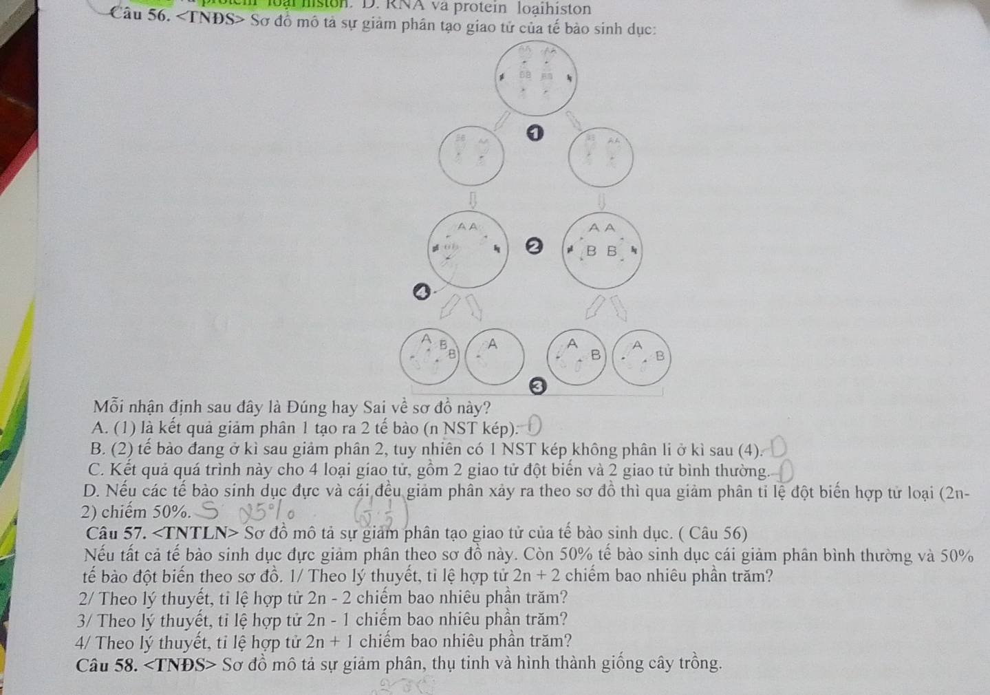 em loại histon. D. RNA và protein loạihiston
Câu 56. * Sơ đồ mô tả sự giảm phân tạo giao tử của tế bào sinh dục:
0

。 
A A
B B
3
Mỗi nhận định sau đây là Đúng hay Sai về sơ đồ này?
A. (1) là kết quả giảm phân 1 tạo ra 2 tế bào (n NST kép).
B. (2) tế bảo đang ở kì sau giảm phân 2, tuy nhiên có 1 NST kép không phân li ở kì sau (4).
C. Kết quả quá trình này cho 4 loại giao tử, gồm 2 giao tử đột biển và 2 giao tử bình thường.
D. Nếu các tế bào sinh dục đực và cái đều giảm phân xảy ra theo sơ đồ thì qua giảm phân tỉ lệ đột biến hợp tử loại (2n-
2) chiếm 50%.
Câu 57. ∠ TNTLN>Ssigma đồ mô tả sự giảm phân tạo giao tử của tế bào sinh dục. ( Câu 56)
Nếu tất cả tế bào sinh dục đực giảm phân theo sơ đồ này. Còn 50% tế bào sinh dục cái giảm phân bình thường và 50%
tế bào đột biến theo sơ đồ. 1/ Theo lý thuyết, tỉ lệ hợp tử 2n+2 chiếm bao nhiêu phần trăm?
2/ Theo lý thuyết, tỉ lệ hợp tử 2n-2 chiếm bao nhiêu phần trăm?
3/ Theo lý thuyết, tỉ lệ hợp tử 2n-1 chiếm bao nhiêu phần trăm?
4/ Theo lý thuyết, tỉ lệ hợp tử 2n+1 chiếm bao nhiêu phần trăm?
Câu 58. Sơ đồ mô tả sự giảm phân, thụ tinh và hình thành giống cây trồng.
