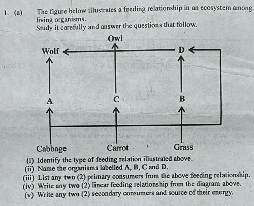 The figure below illustrates a feeding relationship in an ecosystem among 
living organisms. 
Study it carefully and answer the questions that follow. 
(i) Identify the type of feeding relation illustrated above. 
(ii) Name the organisms labelled A, B, C and D. 
(iii) List any two (2) primary consumers from the above feeding relationship. 
(iv) Write any two (2) Iinear feeding relationship from the diagram above. 
(v) Write any two (2) secondary consumers and source of their energy.