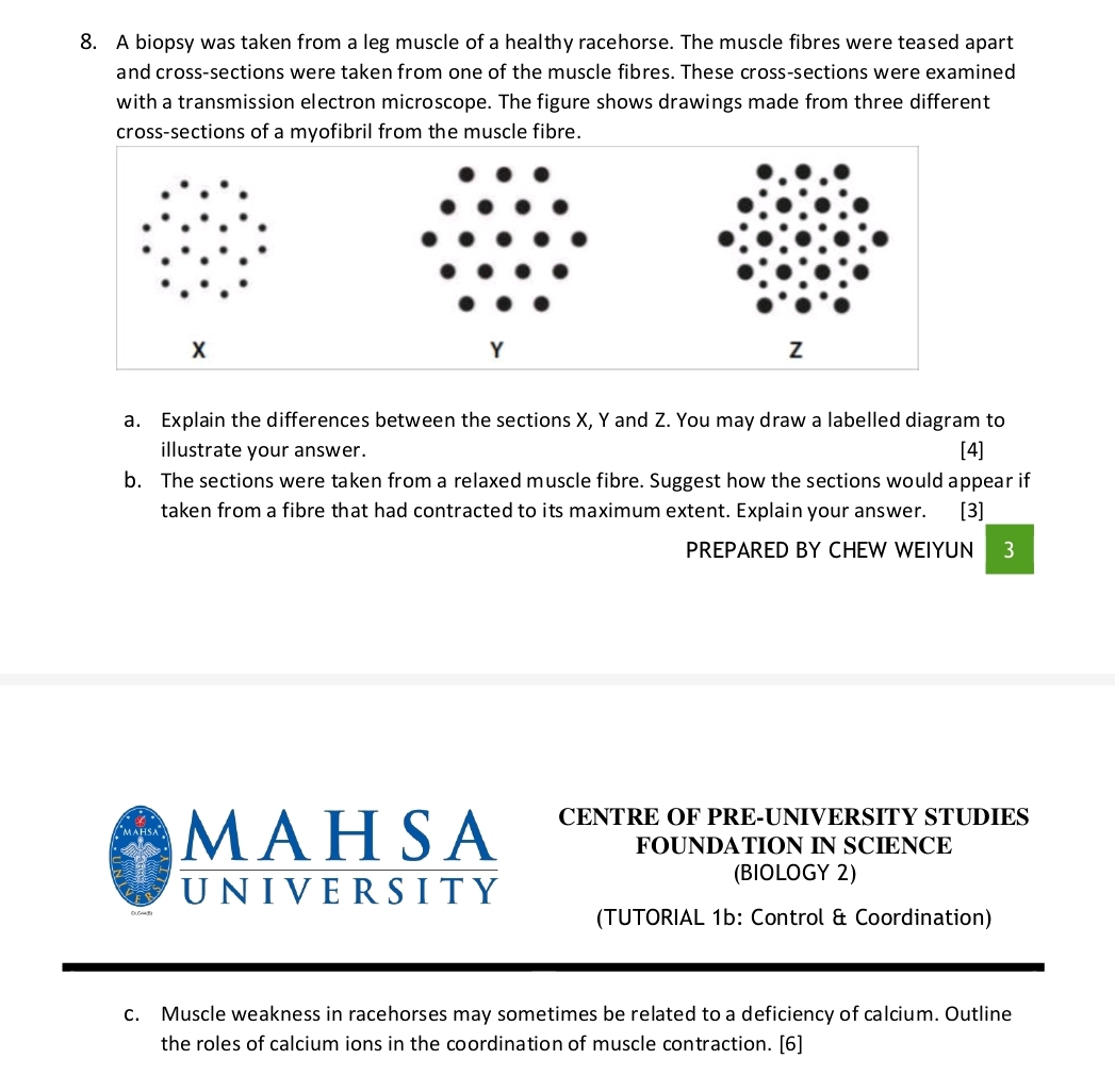 A biopsy was taken from a leg muscle of a healthy racehorse. The muscle fibres were teased apart 
and cross-sections were taken from one of the muscle fibres. These cross-sections were examined 
with a transmission electron microscope. The figure shows drawings made from three different 
cross-sections of a myofibril from the muscle fibre.
X
Y
z
a. Explain the differences between the sections X, Y and Z. You may draw a labelled diagram to 
illustrate your answer. [4] 
b. The sections were taken from a relaxed muscle fibre. Suggest how the sections would appear if 
taken from a fibre that had contracted to its maximum extent. Explain your answer. [3] 
PREPARED BY CHEW WEIYUN 3 
MAHSA CENTRE OF PRE-UNIVERSITY STUDIES 
FOUNDATION IN SCIENCE 
UNIVERSITY 
(BIOLOGY 2) 
(TUTORIAL 1b: Control & Coordination) 
c. Muscle weakness in racehorses may sometimes be related to a deficiency of calcium. Outline 
the roles of calcium ions in the coordination of muscle contraction. [6]