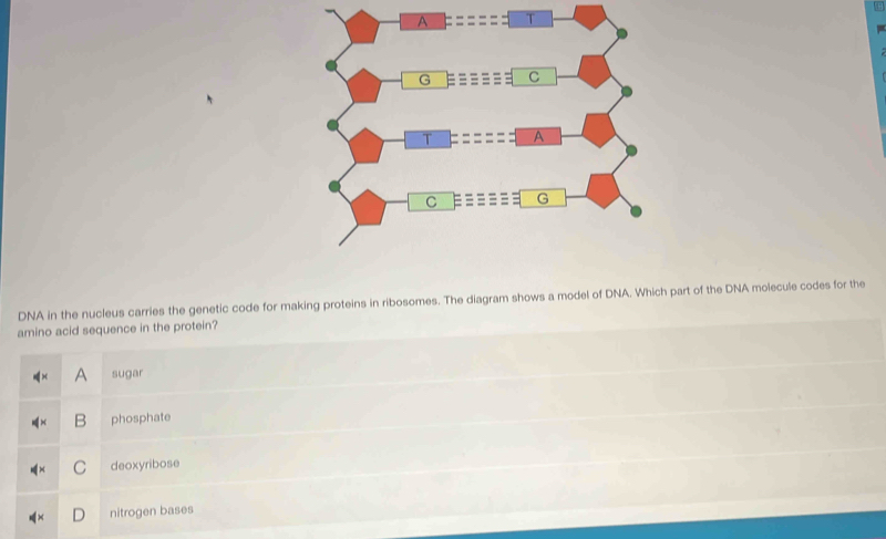 Solved: DNA in the nucleus carries the genetic code for making proteins ...