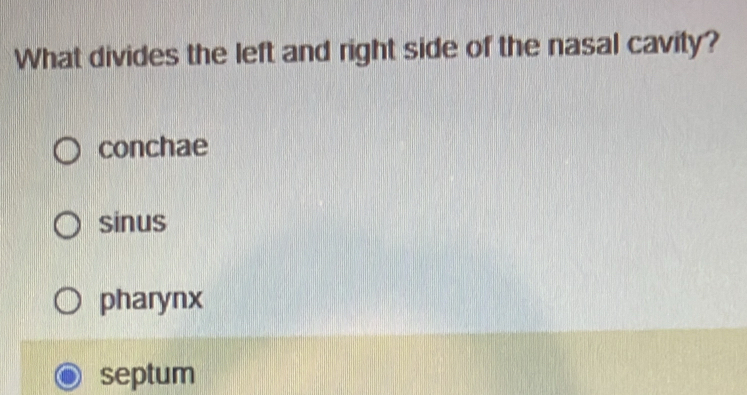 What divides the left and right side of the nasal cavity?
conchae
sinus
pharynx
septum