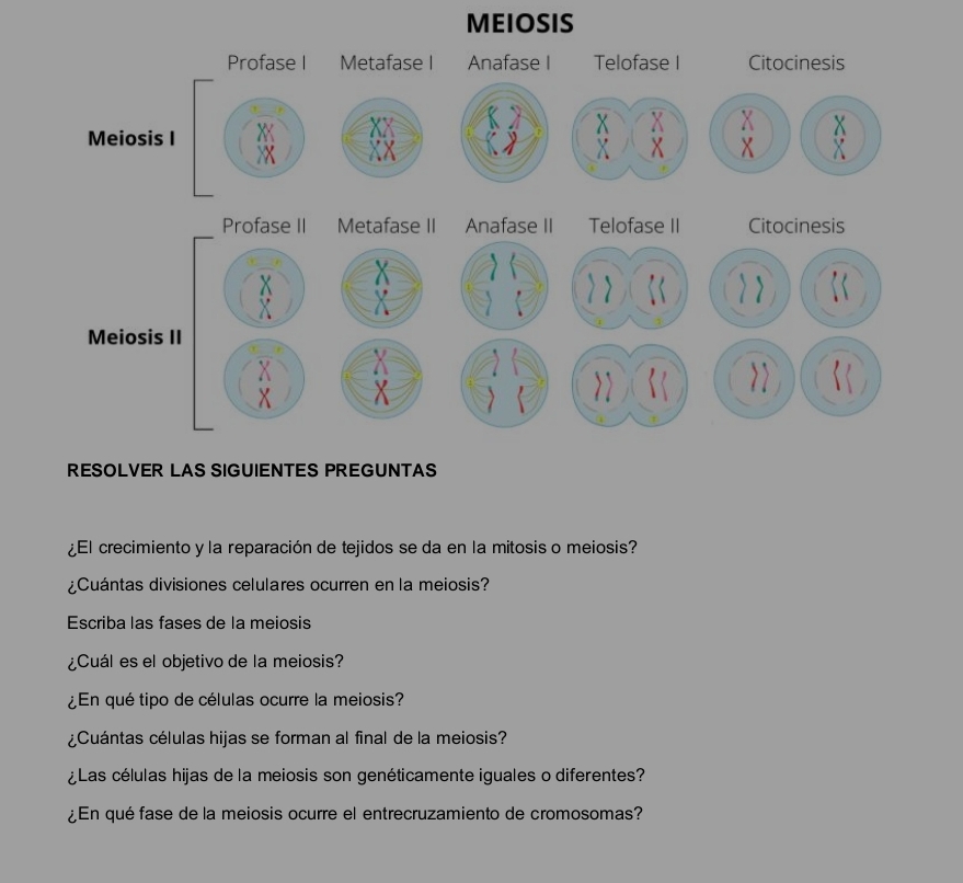 MEIOSIS 
RESOLVER LAS SIGUIENTES PREGUNTAS 
¿El crecimiento y la reparación de tejidos se da en la mitosis o meiosis? 
¿Cuántas divisiones celulares ocurren en la meiosis? 
Escriba las fases de la meiosis 
¿Cuál es el objetivo de la meiosis? 
¿En qué tipo de células ocurre la meiosis? 
¿Cuántas células hijas se forman al final de la meiosis? 
¿Las células hijas de la meiosis son genéticamente iguales o diferentes? 
¿En qué fase de la meiosis ocurre el entrecruzamiento de cromosomas?