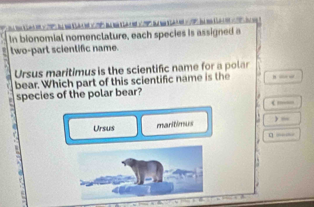 In bionomial nomenclature, each species is assigned a 
two-part scientific name. 
Ursus maritimus is the scientific name for a polar 
bear. Which part of this scientific name is the 
species of the polar bear? 
pnovaum 
Ursus maritimus 
iorcher