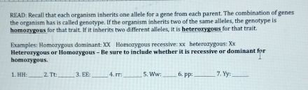 READ: Recall that each organism inherits one allele for a gene from each parent. The combination of genes 
the organism has is called genotype. If the organism inherits two of the same alleles, the genotype is 
homozygous for that trait. If it inherits two different alleles, it is beterozygous for that trait 
Examples: Homozygous dominant: XX Homozygous recessive: xx heterozygous: Xx 
Heterozygous or Homozygous - Be sure to include whether it is recessive or dominant for 
homozygous. 
1. ' _2. Tt:_ 3. EE:_ 4. rr;_ 5. Ww: _6. pp: _7. Yy:_