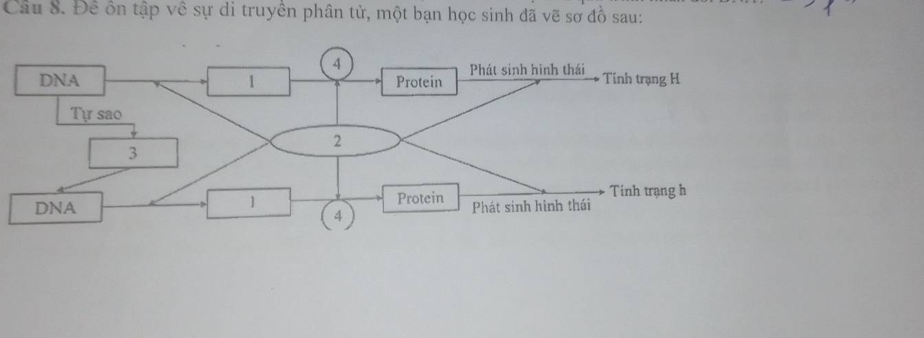 Đề ôn tập về sự di truyền phân tử, một bạn học sinh đã vẽ sơ đồ sau: