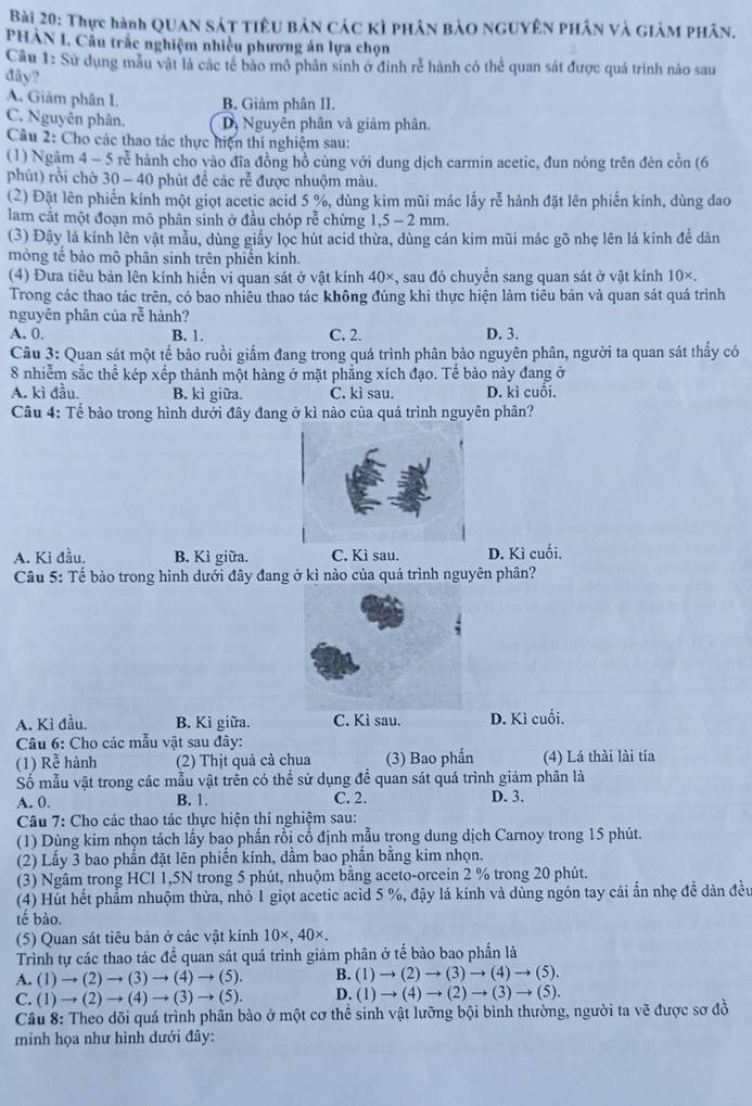 Thực hành QUAN SÁt tiêu Bản CáC Kỳ phân Bào NGUyên Phân và giảM phân.
PHÀN I. Cầu trắc nghiệm nhiều phương án lựa chọn
Câu 1: Sử dụng mẫu vật là các tế bào mô phân sinh ở đinh rẻ hành có thẻ quan sát được quá trình nảo sau
đây?
A. Giảm phân I B. Giảm phân II.
C. Nguyễn phân. Dị Nguyên phân và giảm phân.
Câu 2: Cho các thao tác thực hiện thi nghiệm sau:
(1) Ngâm 4-5r^3 # hành cho vào đĩa đồng hồ cùng với dung dịch carmin acetic, đun nóng trên đèn cồn (6
phút) rồi chờ 30 - 40 phút đề các rễ được nhuộm màu.
(2) Đặt lên phiến kính một giọt acetic acid 5 %, dùng kim mũi mác lấy rễ hành đặt lên phiến kính, dùng đao
lam cắt một đoạn mô phân sinh ở đầu chóp rễ chừng 1,5 - 2 mm.
(3) Đậy lá kính lên vật mẫu, dùng giấy lọc hút acid thừa, dùng cán kim mũi mác gõ nhẹ lên lá kính đề dàn
mỏng tế bào mô phân sinh trên phiến kính.
(4) Đưa tiêu bản lên kính hiển vi quan sát ở vật kính 40×, sau đó chuyển sang quan sát ở vật kính 10×.
Trong các thao tác trên, có bao nhiêu thao tác không đúng khi thực hiện làm tiêu bản và quan sát quá trình
nguyên phân của roverline overline overline e hành?
A. 0. B. 1. C. 2. D. 3.
Câu 3: Quan sát một tế bào ruồi giấm đang trong quá trình phân bào nguyên phân, người ta quan sát thấy có
8 nhiễm sắc thể kép xếp thành một hàng ở mặt phẳng xích đạo. Tế bào này đang ở
A. ki đầu. B. ki giữa. C. kì sau. D. kì cuối.
Câu 4: Tể bào trong hình dưới đây đang ở kì nào của quả trình nguyên phân?
A. Ki đầu. B. Kì giữa. C. Kì sau. D. Kì cuối.
Câu 5: Tế bào trong hình dưới đây đang ở kì nào của quá trình nguyên phân?
A. Kì đầu. B. Kì giữa. C. Kì sau. D. Kì cuối.
Câu 6: Cho các mẫu vật sau đây:
(1) Rễ hành (2) Thịt quả cả chua (3) Bao phẩn (4) Lá thài lài tía
Số mẫu vật trong các mẫu vật trên có thể sử dụng đề quan sát quá trình giảm phân là
A. 0. B. 1. C. 2. D. 3.
Câu 7: Cho các thao tác thực hiện thí nghiệm sau:
(1) Dùng kim nhọn tách lấy bao phần rồi cổ định mẫu trong dung dịch Carnoy trong 15 phút.
(2) Lấy 3 bao phần đặt lên phiến kính, dầm bao phần bằng kim nhọn.
(3) Ngâm trong HCl 1,5N trong 5 phút, nhuộm bằng aceto-orcein 2 % trong 20 phút.
(4) Hút hết phẩm nhuộm thừa, nhỏ 1 giọt acetic acid 5 %, đậy lá kính và dùng ngón tay cái ẩn nhẹ đề dàn đều
tế bào.
(5) Quan sát tiêu bản ở các vật kính 10×, 40×.
Trình tự các thao tác để quan sát quá trình giảm phân ở tế bào bao phần là
A. (1)to (2)to (3)to (4)to (5). B. (1)to (2)to (3)to (4)to (5).
C (1)to (2)to (4)to (3)to (5). D. (1)to (4)to (2)to (3)to (5).
Câu 8: Theo dõi quá trình phân bào ở một cơ thể sinh vật lưỡng bội bình thường, người ta vẽ được sơ đồ
minh họa như hình dưới đây: