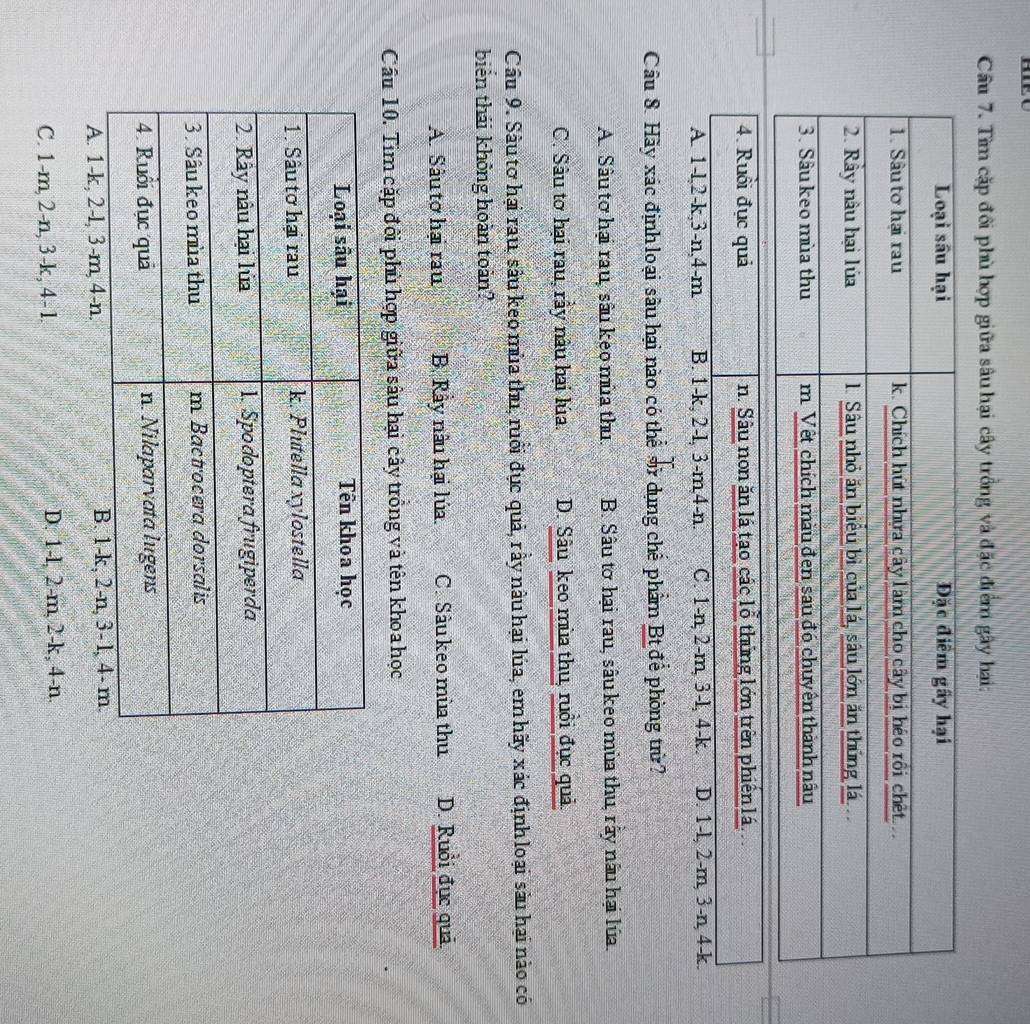 Tìm cặp đồi phù hợp giữa sâu hại cây trồng và đặc điểm gây hại:
4. Ruổi đục quả n. Sâu non ăn lá tạo các lổ thủng lớn trên phiến lá..
A. 1-l, 2-k, 3-n, 4-m B. 1-k, 2-l, 3-m, 4-n. C. 1-n, 2-m, 3-l, 4-k. D. 1-l, 2-m, 3-n, 4-k.
Câu 8. Hãy xác định loại sâu hại nào có thể sử dụng chế phẩm Bt để phòng trừ?
A. Sâu tơ hại rau, sâu kẹo mùa thu. B. Sâu tờ hại rau, sâu keo mùa thu, rấy nâu hại lúa.
C. Sâu tơ hại rau, rầy nàu hại lúa. D. Sâu keo mùa thu, ruồi đục quả
Câu 9. Sâu tơ hại rau, sâu keo mùa thu, ruổi đục quả, rầy nâu hại lúa, em hãy xác định loại sàu hai nào có
biến thái không hoàn toàn?
A. Sàu tơ hại rau B. Rày nàu hại lúa. C. Sàu keo mùa thu D. Ruồi đục quả.
Câu 10. Tìm cặp đồi phù hợp giữa sâu hại cây trồng và tên khoa học
A. 1-k, 2-l, 3-m, 4-n.
C. 1-m, 2-n, 3-k, 4- l. D. 1-l, 2-m, 2-k, 4-n.