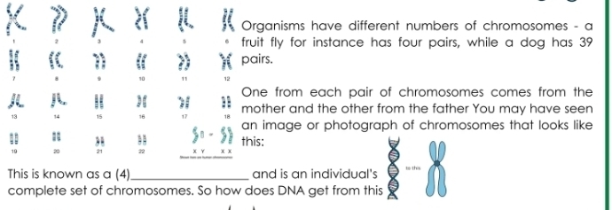 Organisms have different numbers of chromosomes - a 
fruit fly for instance has four pairs, while a dog has 39
pairs. 
One from each pair of chromosomes comes from the
2
14 15 16 mother and the other from the father You may have seen 
an image or photograph of chromosomes that looks like 
= 
this:
19 20 21 22
This is known as a (4)_ and is an individual's to this 
complete set of chromosomes. So how does DNA get from this