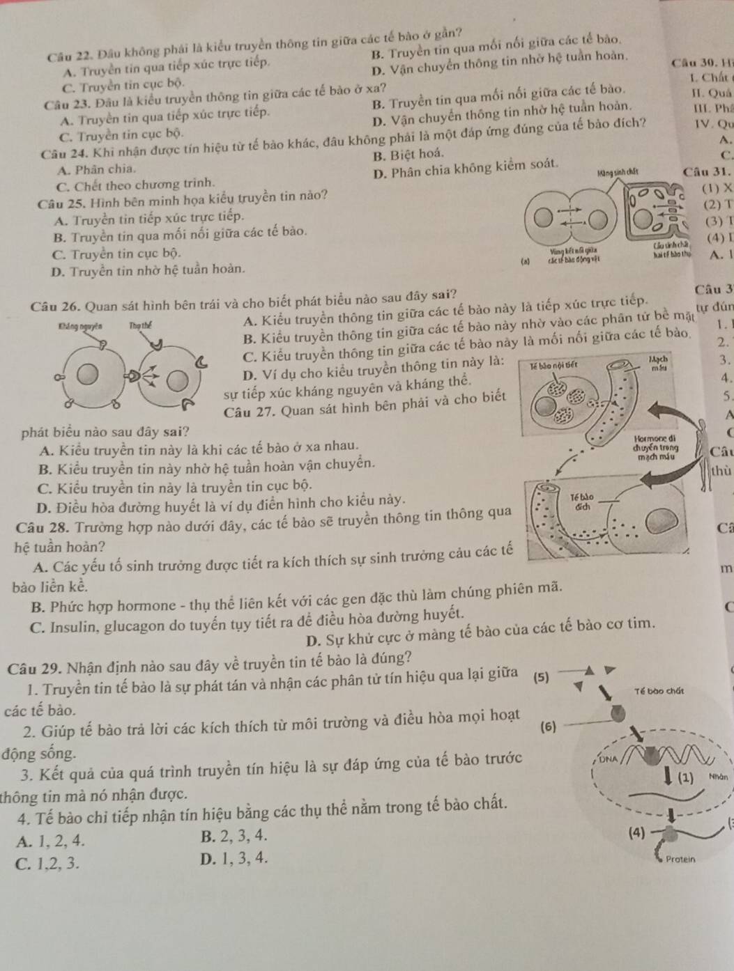 Cầu 22. Đầu không phái là kiểu truyền thông tin giữa các tế bào ở gần?
A. Truyền tin qua tiếp xúc trực tiếp. B. Truyền tin qua mối nối giữa các tế bào.
C. Truyền tin cục bộ. D. Vận chuyển thông tin nhờ hệ tuần hoàn.
Câu 30. H
L Chất 
Câu 23. Đâu là kiểu truyền thông tin giữa các tế bào ở xa? II. Quả
A. Truyền tin qua tiếp xúc trực tiếp. B. Truyền tin qua mối nối giữa các tế bào.
C. Truyền tin cục bộ. D. Vận chuyển thông tin nhờ hệ tuần hoàn. III. Phâ
Câu 24. Khi nhận được tín hiệu từ tế bào khác, đâu không phải là một đáp ứng đúng của tế bảo đích? IV. Qu
A. Phân chia. B. Biệt hoá. A.
C. Chết theo chương trinh. D. Phân chia không kiểm soát. C
Câu 25. Hình bên minh họa kiểu truyền tin nào? Màng sinh chết Câu 31.
2) T
A. Truyền tin tiếp xúc trực tiếp. 1) X
(3) I
B. Truyền tin qua mối nối giữa các tế bào.
C. Truyền tin cục bộ. A. |
D. Truyền tin nhờ hệ tuần hoàn. (4) I
Câu 26. Quan sát hình bên trái và cho biết phát biểu nào sau đây sai? Câu 3
A. Kiểu truyền thông tin giữa các tế bào này là tiếp xúc trực tiếp. tự đún
B. Kiểu truyền thông tin giữa các tế bào này nhờ vào các phân tử bề mặt
1. 
C. Kiểu truyền thông tin giữa các tế bào này là mối nổi giữa các tế bào,
2.
D. Ví dụ cho kiểu truyền thông tin này là:
3.
sự tiếp xúc kháng nguyên và kháng thể.
4.
Câu 27. Quan sát hình bên phải và cho biết
5
A
phát biểu nào sau đây sai? (
A. Kiểu truyền tin này là khi các tế bào ở xa nhau.  Câu
B. Kiểu truyền tin này nhờ hệ tuần hoàn vận chuyển. thù
C. Kiểu truyền tin này là truyền tin cục bộ.
D. Điều hòa đường huyết là ví dụ điễn hình cho kiểu này. 
Câu 28. Trường hợp nào dưới đây, các tế bào sẽ truyền thông tin thông qua
C
hệ tuần hoàn?
A. Các yếu tố sinh trưởng được tiết ra kích thích sự sinh trưởng cảu các t
m
bào liền kề.
B. Phức hợp hormone - thụ thể liên kết với các gen đặc thù làm chúng phiên mã.
C. Insulin, glucagon do tuyến tụy tiết ra để điều hòa đường huyết. C
D. Sự khử cực ở màng tế bào của các tế bào cơ tim.
Câu 29. Nhận định nào sau đây về truyền tin tế bào là đúng?
1. Truyền tin tế bào là sự phát tán và nhận các phân tử tín hiệu qua lại giữa (5)
các tế bào. Tế bào chất
2. Giúp tế bào trả lời các kích thích từ môi trường và điều hòa mọi hoạt (6)
động sống. DNA
3. Kết quả của quá trình truyền tín hiệu là sự đáp ứng của tế bào trước
(1)
thông tin mà nó nhận được. Nhân
4. Tế bào chỉ tiếp nhận tín hiệu bằng các thụ thể nằm trong tế bào chất.
1
A. 1, 2, 4. B. 2, 3, 4.
(4)
C. 1,2, 3. D. 1, 3, 4. Protein