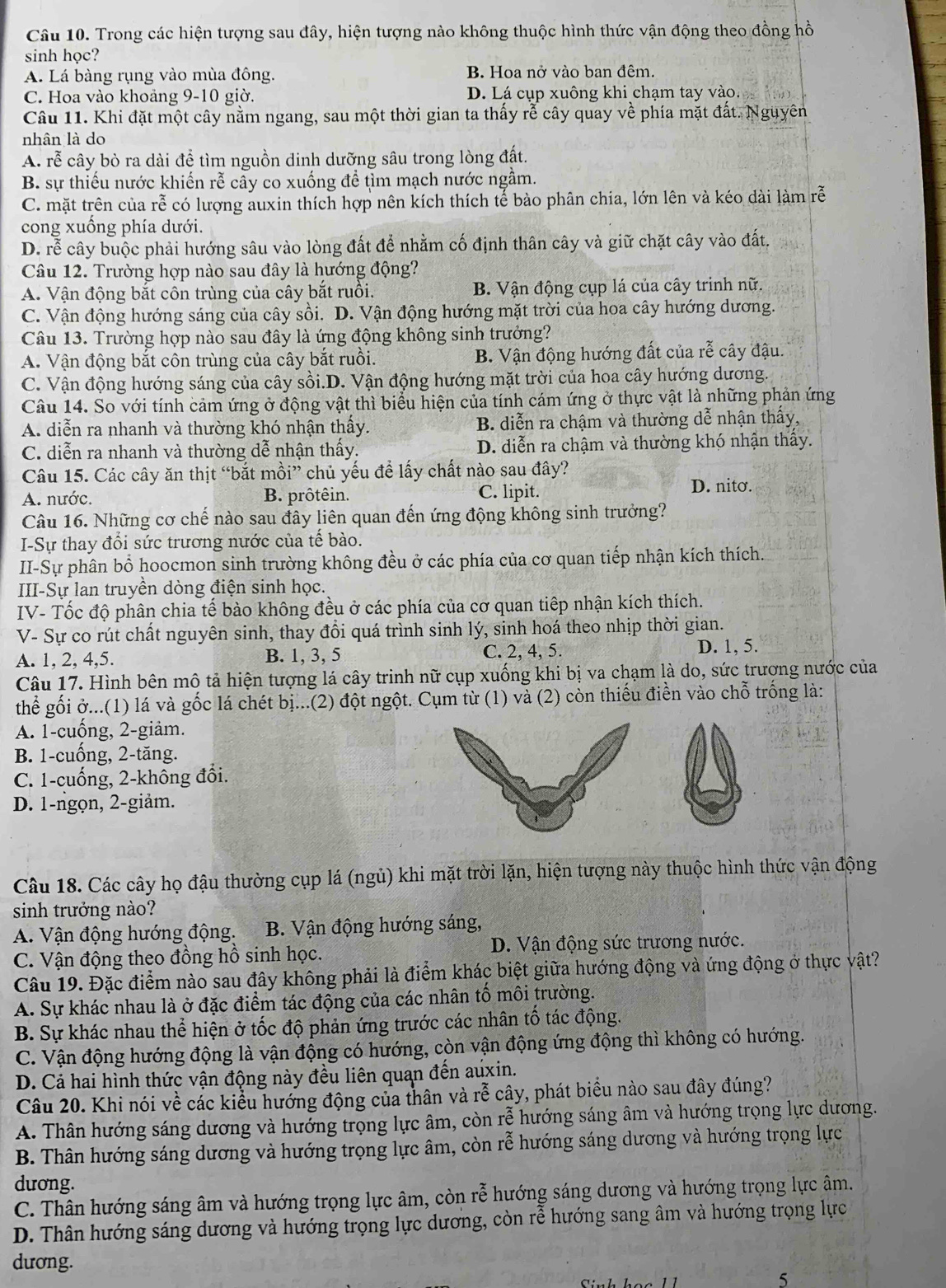 Trong các hiện tượng sau đây, hiện tượng nào không thuộc hình thức vận động theo đồng hồ
sinh học?
A. Lá bàng rụng vào mùa đông. B. Hoa nở vào ban đêm.
C. Hoa vào khoảng 9-10 giờ. D. Lá cụp xuông khi chạm tay vào.
Câu 11. Khi đặt một cây nằm ngang, sau một thời gian ta thấy rễ cây quay về phía mặt đất. Nguyên
nhân là do
A. rễ cây bò ra dài để tìm nguồn dinh dưỡng sâu trong lòng đất.
B. sự thiếu nước khiến rễ cây co xuống để tìm mạch nước ngầm.
C. mặt trên của rễ có lượng auxin thích hợp nên kích thích tế bào phân chia, lớn lên và kéo dài làm rễ
cong xuống phía dưới.
D. rễ cây buộc phải hướng sâu vào lòng đất để nhằm cố định thân cây và giữ chặt cây vào đất.
Câu 12. Trường hợp nào sau đây là hướng động?
A. Vận động bắt côn trùng của cây bắt ruồi. B. Vận động cụp lá của cây trinh nữ.
C. Vận động hướng sáng của cây sồi. D. Vận động hướng mặt trời của hoa cây hướng dương.
Câu 13. Trường hợp nào sau đây là ứng động không sinh trưởng?
A. Vận động bắt côn trùng của cây bắt ruồi. B. Vận động hướng đất của rễ cây đậu.
C. Vận động hướng sáng của cây sồi.D. Vận động hướng mặt trời của hoa cây hướng dương.
Câu 14. So với tính cảm ứng ở động vật thì biểu hiện của tính cám ứng ở thực vật là những phản ứng
A. diễn ra nhanh và thường khó nhận thấy. B. diễn ra chậm và thường dễ nhận thấy,
C. diễn ra nhanh và thường dễ nhận thấy. D. diễn ra chậm và thường khó nhận thấy.
Câu 15. Các cây ăn thịt “bắt mồi” chủ yếu để lấy chất nào sau đây?
A. nước. B. prôtêin. C. lipit.
D. nitơ.
Câu 16. Những cơ chế nào sau đây liên quan đến ứng động không sinh trưởng?
I-Sự thay đổi sức trương nước của tế bào.
II-Sự phân bổ hoocmon sinh trường không đều ở các phía của cơ quan tiếp nhận kích thích.
III-Sự lan truyền dòng điện sinh học.
IV- Tốc độ phân chia tế bào không đều ở các phía của cơ quan tiếp nhận kích thích.
V- Sự co rút chất nguyên sinh, thay đổi quá trình sinh lý, sinh hoá theo nhịp thời gian.
A. 1, 2, 4,5. B. 1, 3, 5 C. 2. 4. 5.
D. 1, 5.
Câu 17. Hình bên mô tả hiện tượng lá cây trinh nữ cụp xuống khi bị va chạm là do, sức trượng nước của
thể gối ở...(1) lá và gốc lá chét bị...(2) đột ngột. Cụm từ (1) và (2) còn thiếu điền vào chỗ trống là:
A. 1-cuống, 2-giảm.
B. 1-cuống, 2-tăng.
C. 1-cuống, 2-không đổi.
D. 1-ngọn, 2-giảm.
Câu 18. Các cây họ đậu thường cụp lá (ngủ) khi mặt trời lặn, hiện tượng này thuộc hình thức vận động
sinh trưởng nào?
A. Vận động hướng động. B. Vận động hướng sáng,
C. Vận động theo đồng hồ sinh học. D. Vận động sức trương nước.
Câu 19. Đặc điểm nào sau đây không phải là điểm khác biệt giữa hướng động và ứng động ở thực vật?
A. Sự khác nhau là ở đặc điểm tác động của các nhân tố môi trường.
B. Sự khác nhau thể hiện ở tốc độ phản ứng trước các nhân tố tác động.
C. Vận động hướng động là vận động có hướng, còn vận động ứng động thì không có hướng.
D. Cá hai hình thức vận động này đều liên quan đến auxin.
Câu 20. Khi nói về các kiểu hướng động của thân và rễ cây, phát biểu nào sau đây đúng?
A. Thân hướng sáng dương và hướng trọng lực âm, còn rễ hướng sáng âm và hướng trọng lực dương.
B. Thân hướng sáng dương và hướng trọng lực âm, còn rễ hướng sáng dương và hướng trọng lực
dương.
C. Thân hướng sáng âm và hướng trọng lực âm, còn rễ hướng sáng dương và hướng trọng lực âm.
D. Thân hướng sáng dương và hướng trọng lực dương, còn rễ hướng sang âm và hướng trọng lực
dương.
5