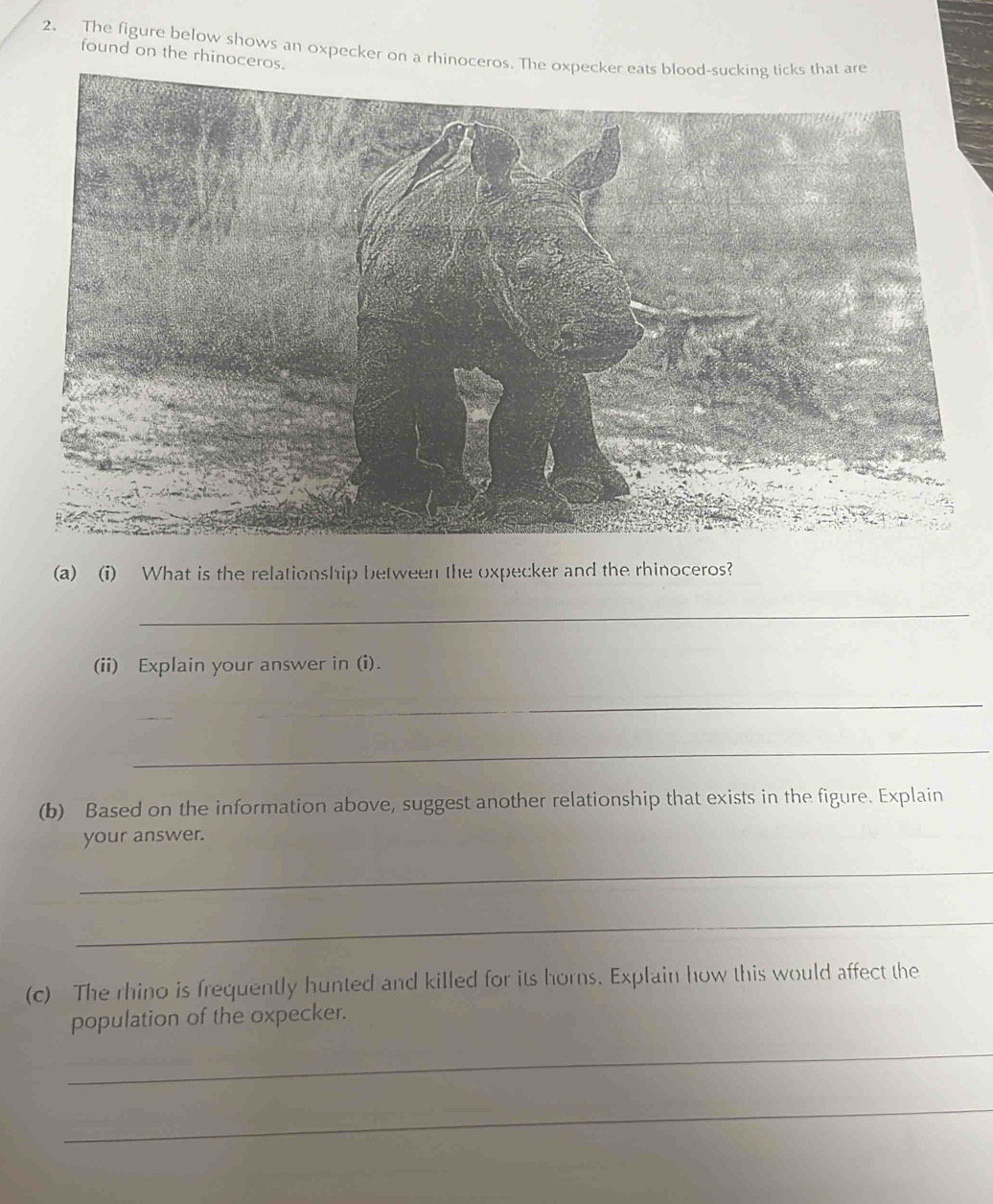 The figure below shows an oxpecker on a rhinoceros. The oxpecker eats bloat are 
found on the rhinoceros. 
(a)_(i) What is the relationship between the oxpecker and the rhinoceros? 
_ 
(ii) Explain your answer in (i). 
_ 
_ 
_ 
(b) Based on the information above, suggest another relationship that exists in the figure. Explain 
your answer. 
_ 
_ 
(c) The rhino is frequently hunted and killed for its horns. Explain how this would affect the 
population of the oxpecker. 
_ 
_