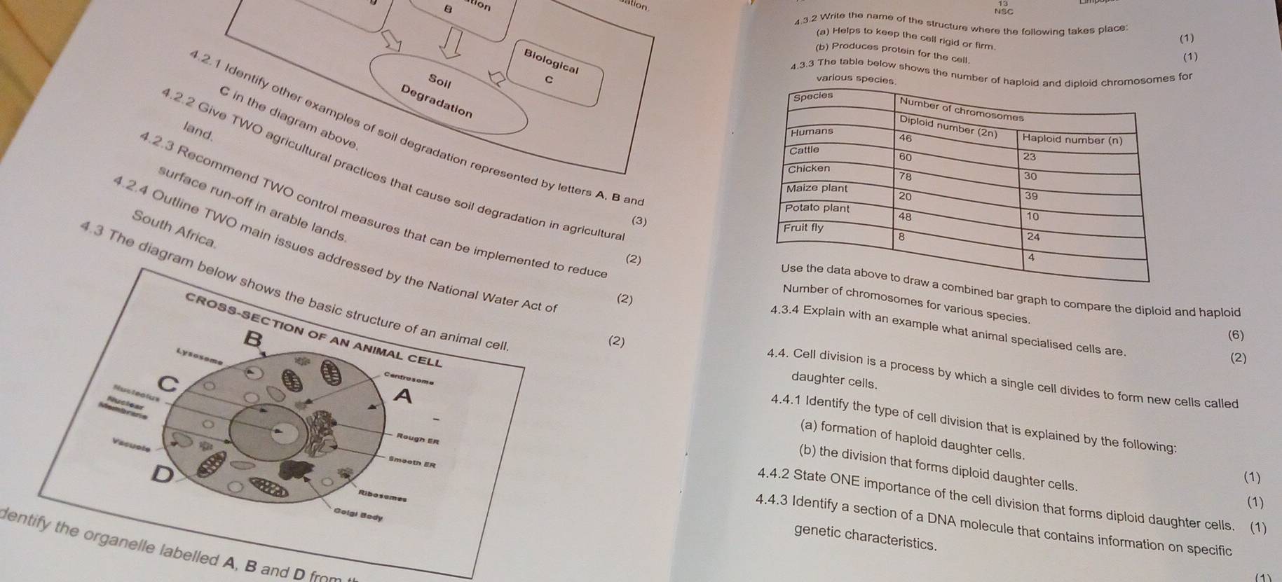 tion 
sation 
NSc 
4.3.2 Write the name of the structure where the following takes place 
(a) Helps to keep the cell rigid or firm 
(1) 
(b) Produces protein for the cell 
(1) 
Biological 
4.3.3 The table below shows the number ofsomes for 
Soil 
C various sp 
Degradation 
C in the diagram above 
land. 
2.1 Identify other examples of soil degradation represented by letters A. B a 
.2.2 Give TWO agricultural practices that cause soil degradation in agricultur 
surface run-off in arable lands 
.2.3 Recommend TWO control measures that can be imple redud 
(3) 
South Africa 
.2.4 Outline TWO main issues ad 
(2) 
.3 The diagr 
mbined bar graph to compare the diploid and haploid 
(2) 
Number of chromosomes for various species 
4.3.4 Explain with an example what animal specialised cells are. 
(2) 
(6) 
(2) 
4.4. Cell division is a process by which a single cell divides to form new cells called 
daughter cells. 
4.4.1 Identify the type of cell division that is explained by the following 
(a) formation of haploid daughter cells. 
(b) the division that forms diploid daughter cells. 
(1) 
4.4.2 State ONE importance of the cell division that forms diploid daughter cells. (1) 
(1) 
4.4.3 Identify a section of a DNA molecule that contains information on specific 
genetic characteristics. 
e t h ga e e abelled 
(1)