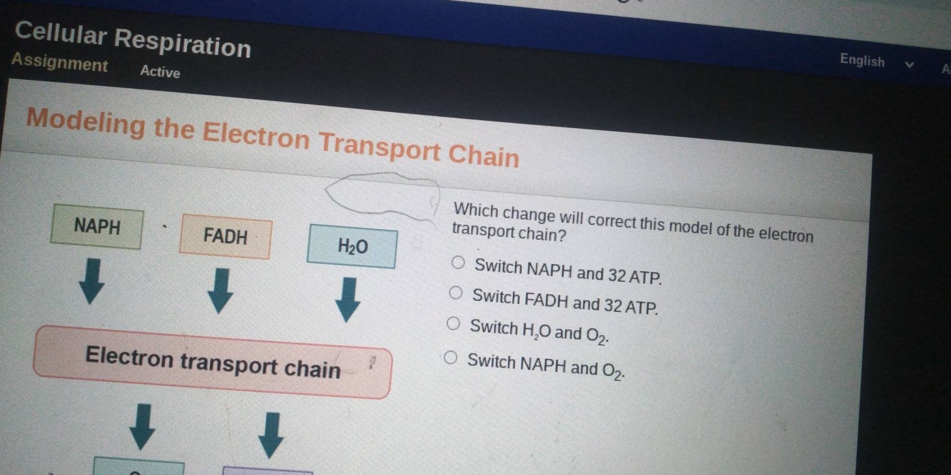 Cellular Respiration
English a
Assignment Active
Modeling the Electron Transport Chain
Which change will correct this model of the electron
NAPH 4 FADH
transport chain?
H_2O
Switch NAPH and 32 ATP.
Switch FADH and 32 ATP.
Switch H_2O and O_2.
25
Electron transport chain
Switch NAPH and O_2.