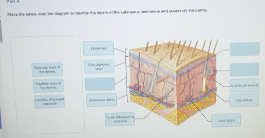 Solved: Place the labels onto the diagram to identify the layers of the ...