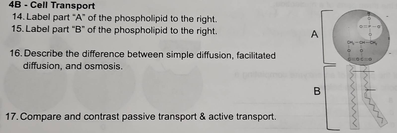 4B - Cell Transport
14. Label part “A” of the phospholipid to the right.
15. Label part “B” of the phospholipid to the right.
16. Describe the difference between simple diffusion, facilitated
diffusion, and osmosis.
17. Compare and contrast passive transport & active transport.