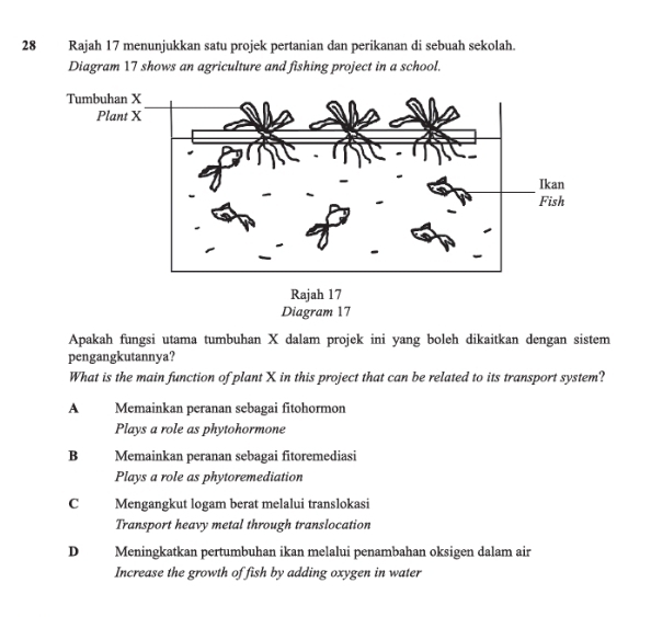 Rajah 17 menunjukkan satu projek pertanian dan perikanan di sebuah sekolah.
Diagram 17 shows an agriculture and fishing project in a school.
Apakah fungsi utama tumbuhan X dalam projek ini yang boleh dikaitkan dengan sistem
pengangkutannya?
What is the main function of plant X in this project that can be related to its transport system?
A Memainkan peranan sebagai fitohormon
Plays a role as phytohormone
B Memainkan peranan sebagai fitoremediasi
Plays a role as phytoremediation
C Mengangkut logam berat melalui translokasi
Transport heavy metal through translocation
D Meningkatkan pertumbuhan ikan melalui penambahan oksigen dalam air
Increase the growth of fish by adding oxygen in water