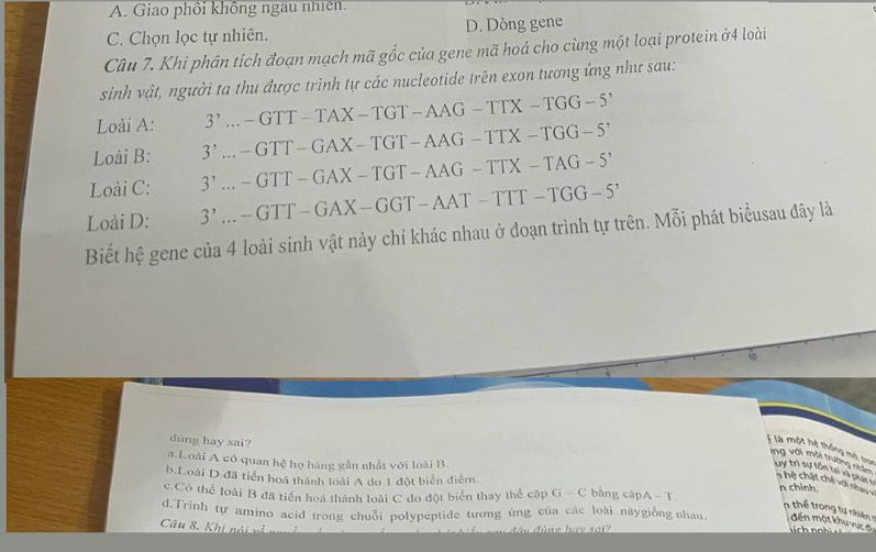 A. Giao phối không ngàu nhiên.
C. Chọn lọc tự nhiên. D. Dòng gene
Câu 7. Khi phân tích đoạn mạch mã gốc của gene mã hoá cho cùng một loại protein ở4 loài
sinh vật, người ta thu được trình tự các nucleotide trên exon tương ứng như sau:
Loài A: 3'..-GTT-TAX-TGT-AAG-TTX-TGG-5'
Loài B: 3^,...GTT-GAX-TGT-AAG-TTX-TGG-5'
Loài C: 3'..-GTT-GAX-TGT-AAG-TTX-TAG-5'
Loài D: 3'..-GTT-GAX-GGT-AAT-TTT-TGG-5'
Biết hệ gene của 4 loài sinh vật này chỉ khác nhau ở đoạn trình tự trên. Mỗi phát biểusau đây là
dúng hay sai?
là một hệ thống mở, tron ng với mời trường nhăm uy trì sự tôn tại và phát t
a.Loài A cô quan hệ họ hàng gần nhất với loài B. n chỉnh.
b.Loài D đã tiến hoá thành loài A do 1 đột biển điểm
n hệ chật chế với n a
c.Có thể loài B đã tiền hoa thành loài C do đột biển thay thể cập G-C bằng cậpA - T
hể trong tự nhiê 1
d.Trinh tự amino acid trong chuỗi polypeptide tương ứng của các loài nàygiống nhau. đến một khu vực đi
Câu 8. Khi nói và ng n d úng hay s a