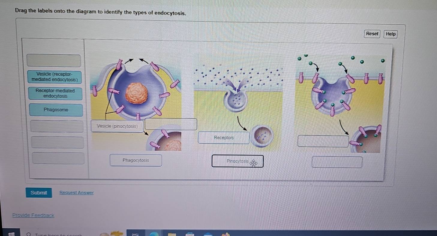 Solved: Drag the labels onto the diagram to identify the types of ...