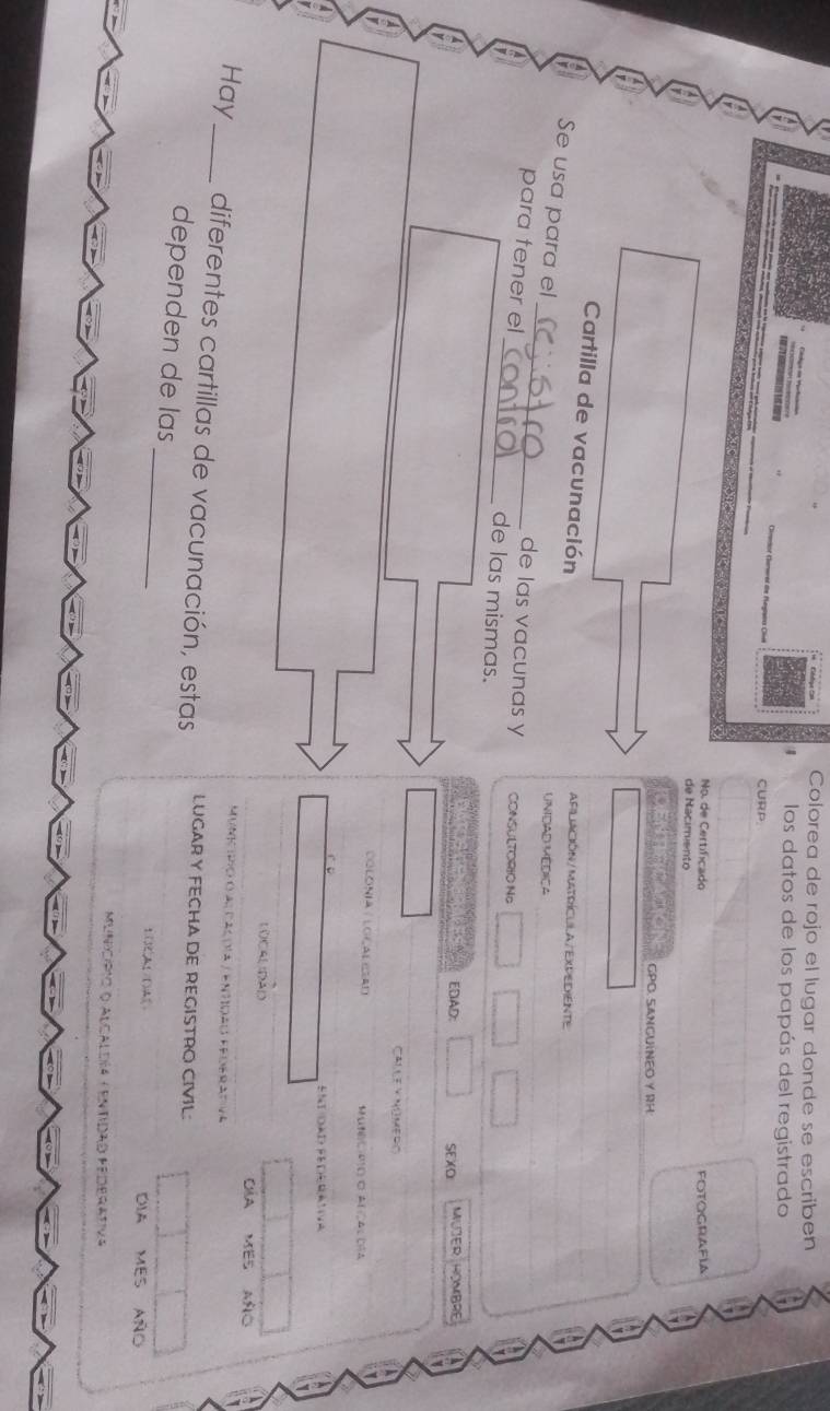 Colorea de rojo el lugar donde se escriben 
los datos de los papás del registrado 
CURP. 
No. de Certificado FOTOGRAFLA 
de Nacimiento 
Dentscamos GPO. SANGUINEO Y RH 
Cartilla de vacunación AFiLIACIÓN/MATRÍCULA/EXPEDIENTE 
UNIDAD MEDICA 
Se usa para el_ de las vacunas y CONSULTORIO Na 
para tener el_ de las mismas. 
a EDAD SExD MUJER HOMBRE 
Calle y número 
COLONIA / LOÇALESAD HuN)C0)O O Al CAc CA 
Ent daD Péderatva 
LOCALDAD 
OÁA MES Año 
Municipio oal paçoia / entdao federadiva 
Hay _diferentes cartillas de vacunación, estas LUGAR Y FECHA DE REGISTRO CIVIL: 
_ 
dependen de las 
1(321 /1): dia mes año 
Município o Alcaldía (entidad Federativa