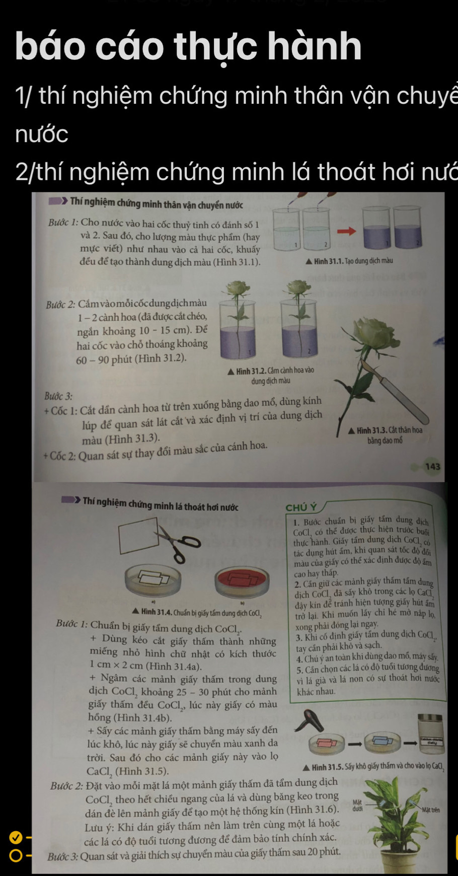 báo cáo thực hành
1/ thí nghiệm chứng minh thân vận chuyế
nước
2/thí nghiệm chứng minh lá thoát hơi nướ
Thí nghiệm chứng minh thân vận chuyển nước
Bước 1: Cho nước vào hai cốc thuỷ tinh có đánh số 1
và 2. Sau đó, cho lượng màu thực phẩm (hay
mực viết) như nhau vào cả hai cốc, khuấy
đều để tạo thành dung dịch màu (Hình 31.1). ▲ Hình 31.1. Tạo dung dịch màu
Bước 2: Cắm vàomỗi cốc dung dịch màu
1 - 2 cành hoa (đã được cắt chéo,
ngắn khoảng 10 - 15 cm). Để
hai cốc vào chỗ thoáng khoảng
60 - 90 phút (Hình 31.2).
▲ Hình 31.2. Cầm cành hoa vào
dung dịch màu
Bước 3:
+ Cốc 1: Cắt dần cành hoa từ trên xuống bằng dao mổ, dùng kính
lúp để quan sát lát cắt và xác định vị trí của dung dịch
màu (Hình 31.3). ▲ Hình 31.3. Cắt thân hoa
+ Cốc 2: Quan sát sự thay đổi màu sắc của cánh hoa.
bằng dao mồ
143
* Thí nghiệm chứng minh lá thoát hơi nước Chú Ý
1. Bước chuẩn bị giấy tầm dung dịch
CCl, có thể được thực hiện trước buổi
thực hành. Giấy tấm dung dịch CoCl, có
tác dụng hút ấm, khi quan sát tốc độ đổi
màu của giấy có thể xác định được độ ấm
cao hay thấp
2. Cần giữ các mảnh giấy thấm tấm dung
dịch CoCl, đã sấy khô trong các lọ CaC
đảy kín để tránh hiện tượng giấy hút ấm
* Hình 31.4. Chuẩn bị giấy tấm dung dịch CoCl, trở lại. Khi muốn lấy chỉ hé mở nắp lọ
Bước 1: Chuẩn bị giấy tẩm dung dịch CoCl..
xong phải đóng lại ngay.
+ Dùng kéo cắt giấy thấm thành những 3. Khi cố định giấy tấm dung dịch CoCl,
miếng nhỏ hình chữ nhật có kích thước
tay cần phải khỏ và sạch.
1 cm × 2 cm (Hình 31.4a). 4. Chú ý an toàn khi dùng dao mổ, máy sảy
5. Cần chọn các lá có độ tuổi tương đương
+ Ngâm các mảnh giấy thấm trong dung vì lá già và lá non có sự thoát hơi nước
dịch CoCl, khoảng 25 - 30 phút cho mảnh khác nhau
giấy thấm đều CoCl,, lúc này giấy có màu
hồng (Hình 31.4b).
+ Sấy các mảnh giấy thấm bằng máy sấy đến
lúc khô, lúc này giấy sẽ chuyển màu xanh da
trời. Sau đó cho các mảnh giấy này vào lọ
CaCl, (Hình 31.5). ▲ Hình 31.5. Sấy khô giấy thấm và cho vào lọ CaCl,
Bước 2: Đặt vào mỗi mặt lá một mảnh giấy thấm đã tẩm dung dịch
CoCl, theo hết chiều ngang của lá và dùng băng keo trong
dán đè lên mảnh giấy để tạo một hệ thống kín (Hình 31.6). Mặt trên
Lưu ý: Khi dán giấy thấm nên làm trên cùng một lá hoặc
các lá có độ tuổi tương đương để đảm bảo tính chính xác.
Bước 3: Quan sát và giải thích sự chuyển màu của giấy thấm sau 20 phút.