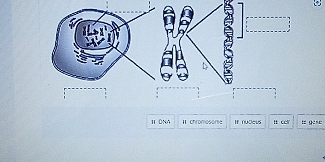 ONA chromosome :: nucleus :; cell : gene