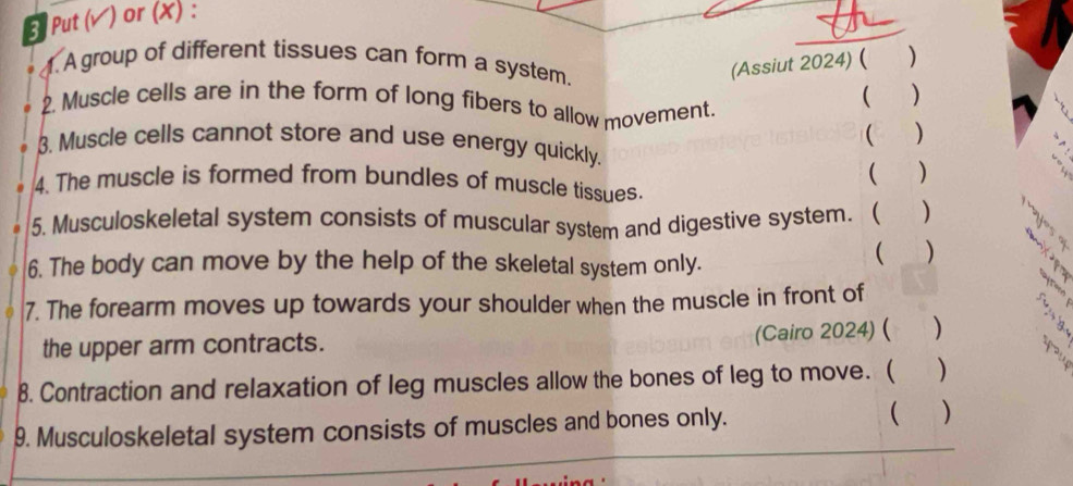 5Put (✔) or (X) : 
. A group of different tissues can form a system. 
(Assiut 2024) ( ( ) 
2. Muscle cells are in the form of long fibers to allow movement. 
( ) 
( ) 
3. Muscle cells cannot store and use energy quickly. 
( ) 
4. The muscle is formed from bundles of muscle tissues. 
5. Musculoskeletal system consists of muscular system and digestive system.  
6. The body can move by the help of the skeletal system only. 
 ) 
7. The forearm moves up towards your shoulder when the muscle in front of 
the upper arm contracts. (Cairo 2024) ( ) 
8. Contraction and relaxation of leg muscles allow the bones of leg to move. ( ( ) 
9. Musculoskeletal system consists of muscles and bones only.  )