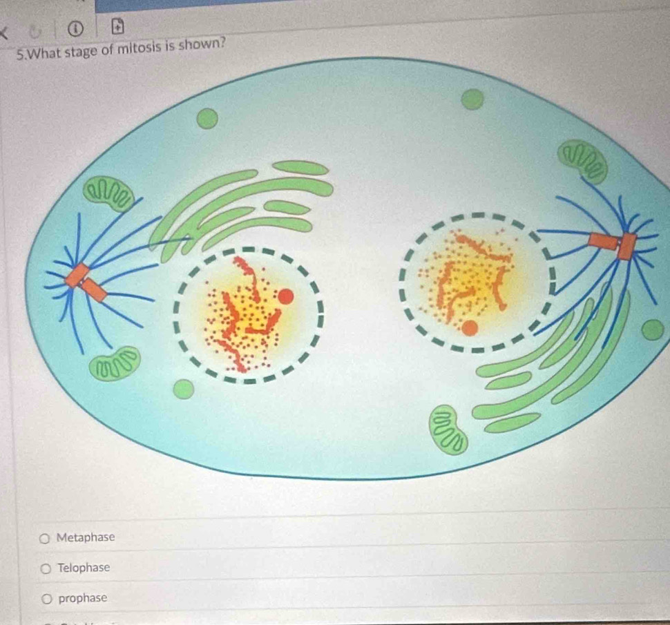 
5hown?
Metaphase
Telophase
prophase