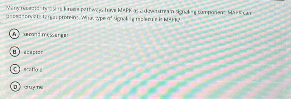 Many receptor tyrosine kinase pathways have MAPK as a downstream signaling component. MAPK can
phosphorylate target proteins. What type of signaling molecule is MAPK?
A second messenger
Badaptor
C scaffold
Denzyme