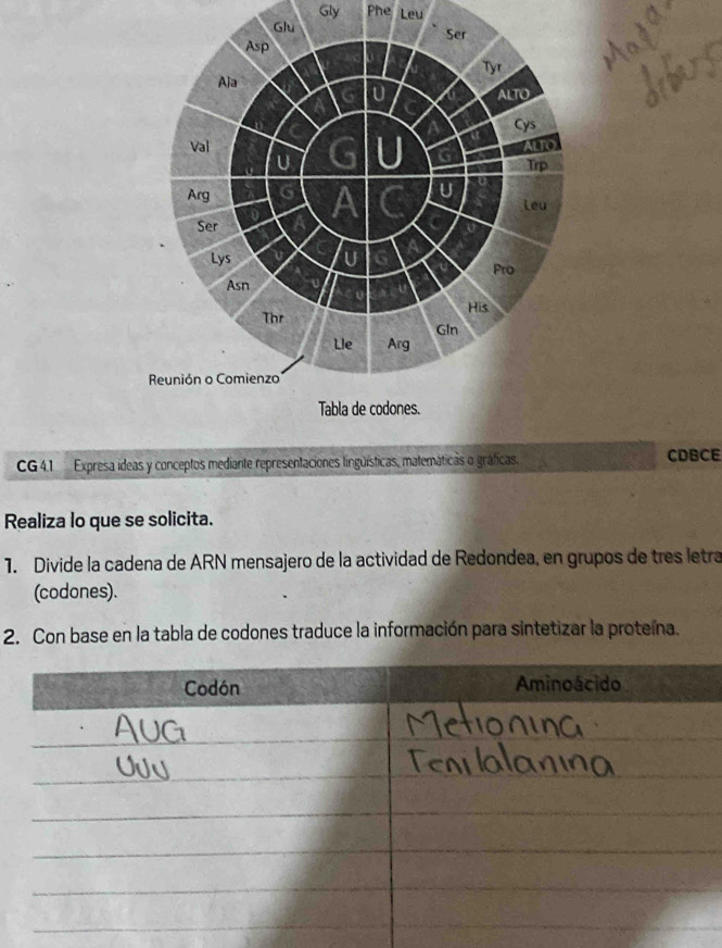 Gly Phe Leu 
CG 4.1 Expresa ídeas y conceptos mediante representaciones linguísticas, matemáti CDBCE 
Realiza lo que se solicita. 
1. Divide la cadena de ARN mensajero de la actividad de Redondea, en grupos de tres letra 
(codones). 
2. Con base en la tabla de codones traduce la información para sintetizar la proteína.