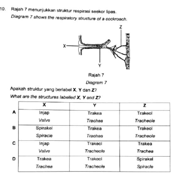 Rajah 7 menunjukkan struktur respirasi seekor lipas. 
Diagram 7 shows the respiratory structure of a cockroach. 
Diagram 7 
Apakah struktur yang berlabel X, Y dan Z? 
What are the structures labelled X, Y and Z?