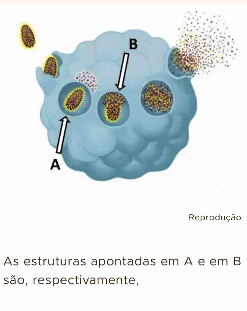 A 
Reprodução 
As estruturas apontadas em A e em B 
são, respectivamente,