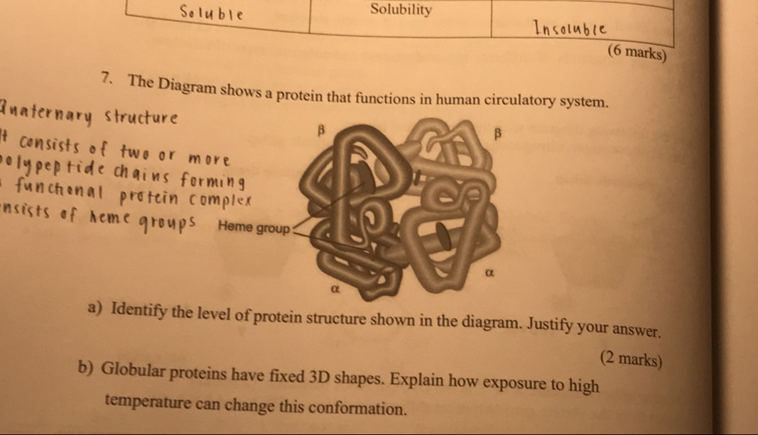 Solubility 
(6 marks) 
7. The Diagram shows a protein that functions in human circulatory system.
β
β
Heme group
α
α
a) Identify the level of protein structure shown in the diagram. Justify your answer. 
(2 marks) 
b) Globular proteins have fixed 3D shapes. Explain how exposure to high 
temperature can change this conformation.