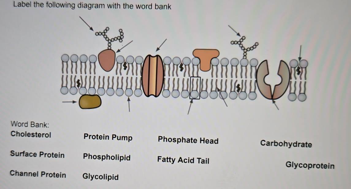 Label the following diagram with the word bank 
Word Bank: 
Cholesterol Protein Pump Phosphate Head Carbohydrate 
Surface Protein Phospholipid Fatty Acid Tail Glycoprotein 
Channel Protein Glycolipid