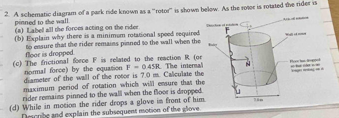 A schematic diagram of a park ride known as a “rotor” is shown below. As the rotor is rotated the rider is 
pinned to the wall. 
(a) Label all the forces acting on the rider. 
(b) Explain why there is a minimum rotational speed required 
to ensure that the rider remains pinned to the wall when the 
floor is dropped. 
(c) The frictional force F is related to the reaction R (o 
normal force) by the equation F=0.45R. The interna 
diameter of the wall of the rotor is 7.0 m. Calculate th 
maximum period of rotation which will ensure that th 
rider remains pinned to the wall when the floor is dropped 
(d) While in motion the rider drops a glove in front of hi 
Describe and explain the subsequent motion of the glove.